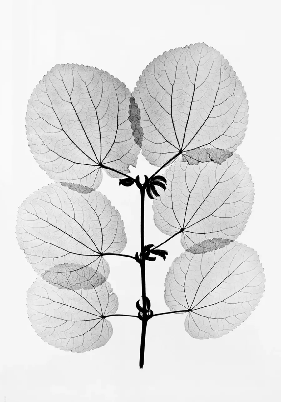 Posters-Fine Little Day Katsura poster, 70x100 cm