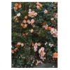 Rose poster, 70x100 cm^Fine Little Day Discount